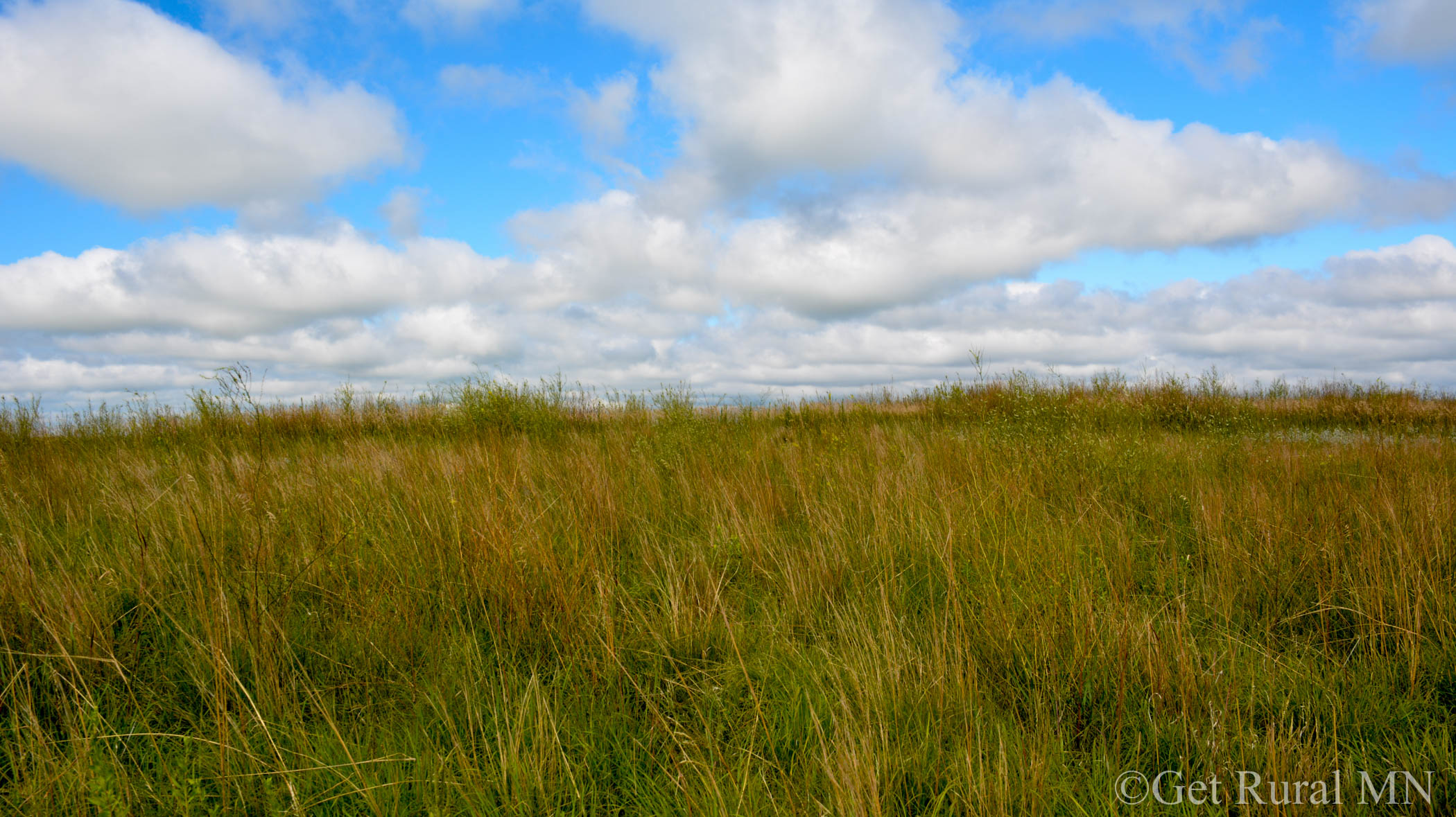 Green grassland